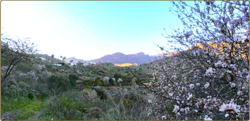 Almendros en flor en la Hoya de Tunte